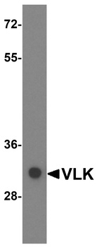 VLK Antibody