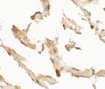 WDR18 Antibody