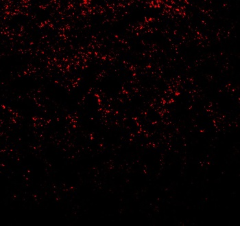 SNCA Antibody