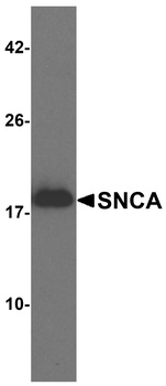 SNCA Antibody
