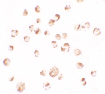 TRIM24 Antibody