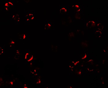 TRIM24 Antibody
