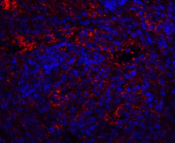 QSOX1 Antibody