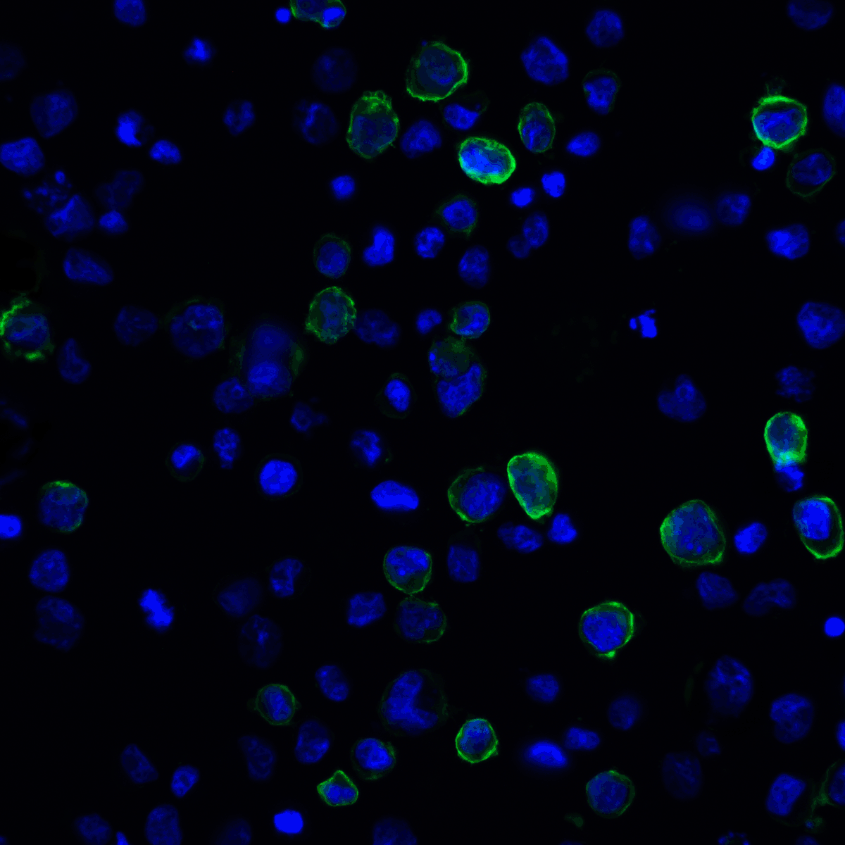 PDL2 Antibody [7C1]