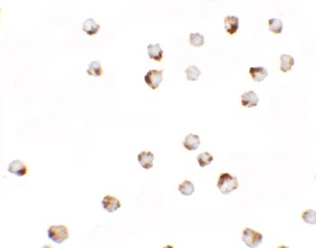 TGM7 Antibody
