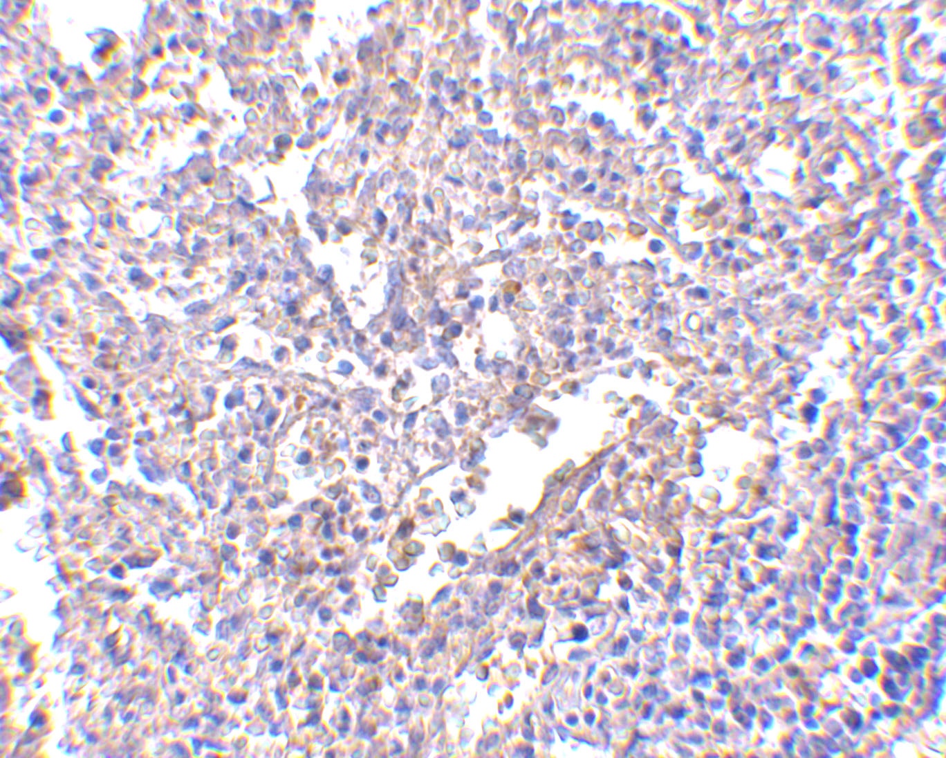 MD-2 Antibody [1A2E3]