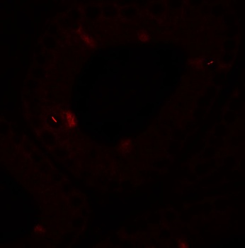 SPATA4 Antibody