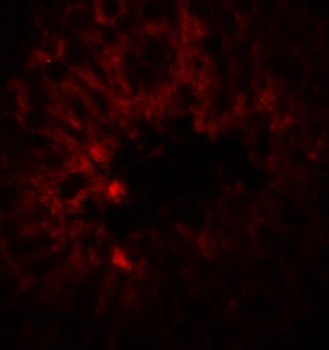 SOX4 Antibody