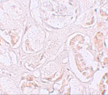 SLAMF9 Antibody