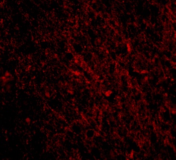 SCO1 Antibody