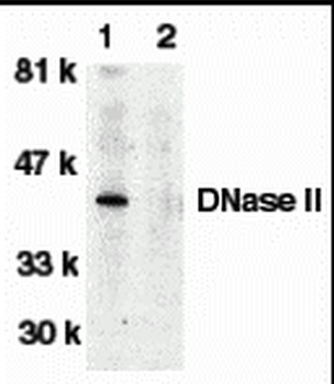 DNase II Antibody