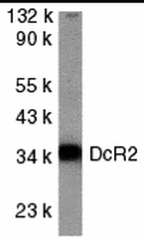 DcR2 Antibody