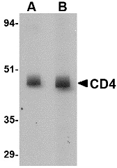 CD4 Antibody [8G1B12]