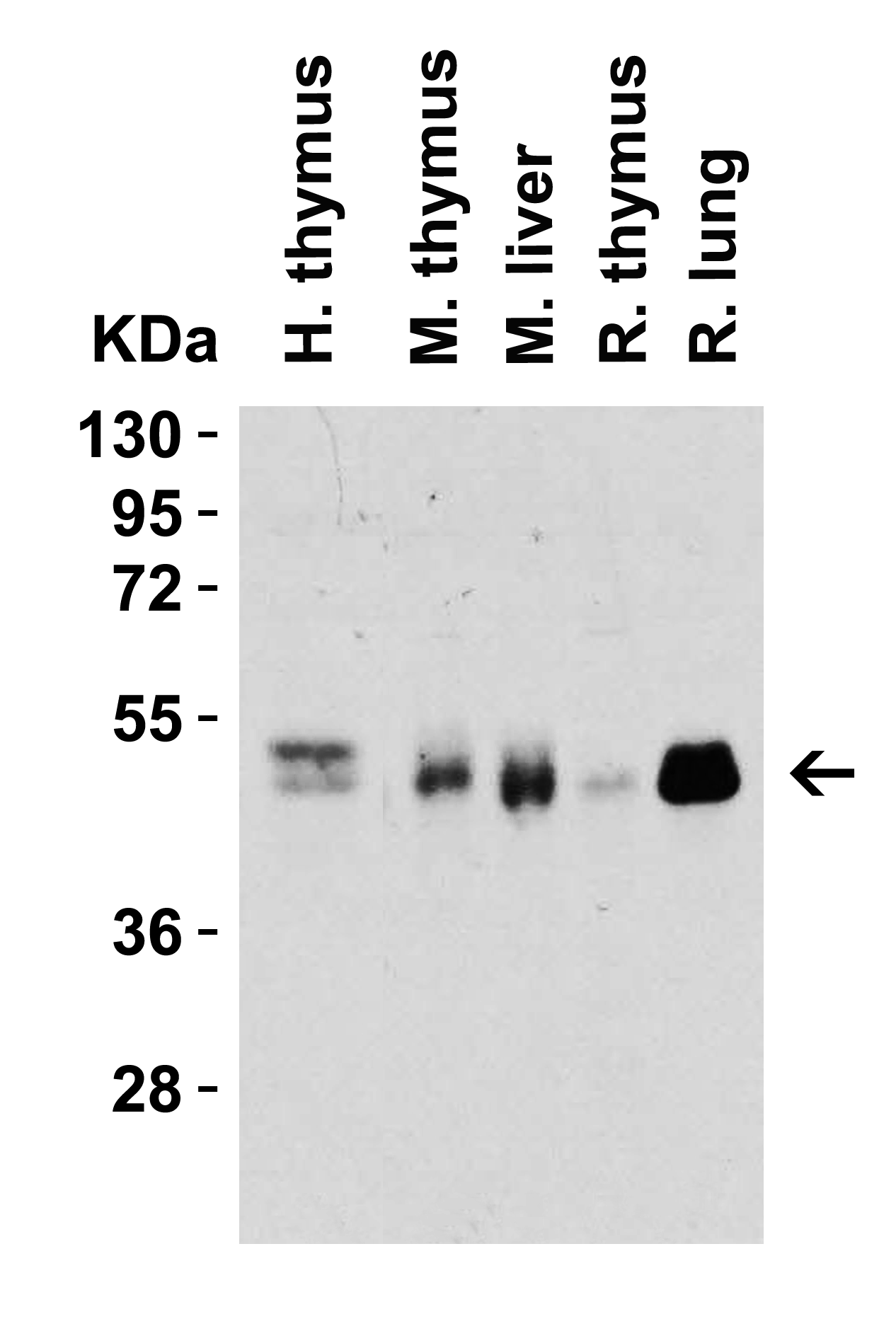 CD4 Antibody [8G1B12]