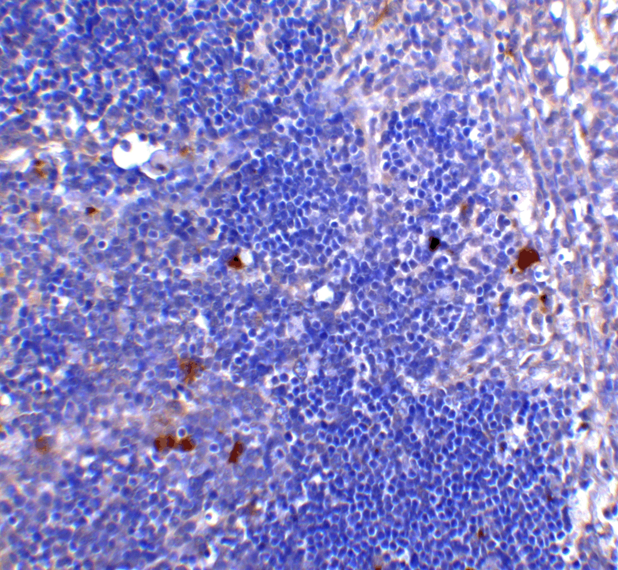 CD4 Antibody [8G1B12]