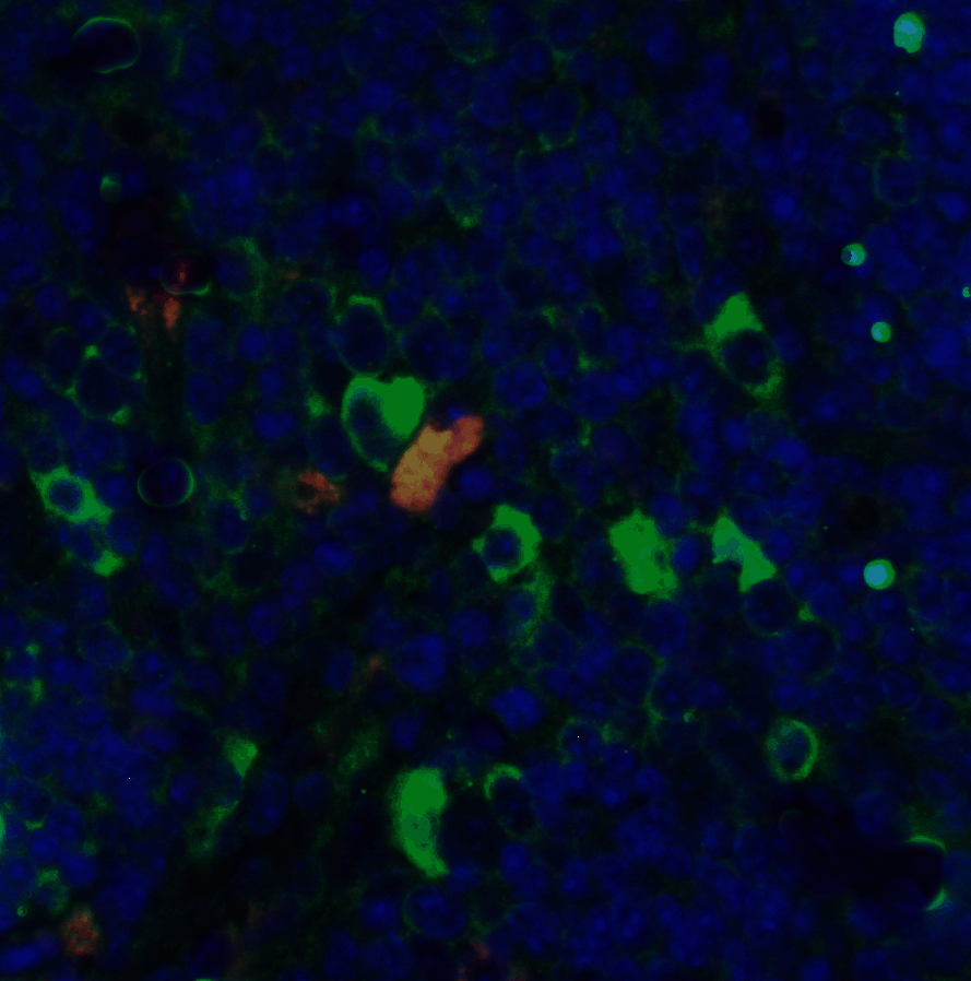 CD4 Antibody [8G1B12]