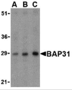 BAP31 Antibody