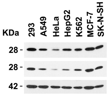 BAP31 Antibody