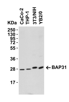 BAP31 Antibody