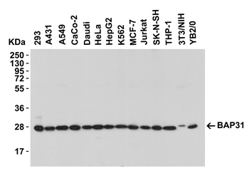 BAP31 Antibody