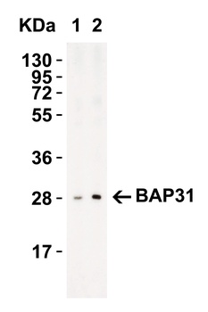 BAP31 Antibody