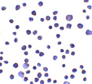RNF121 Antibody