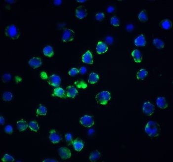 Acinus Antibody