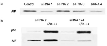 AIF Antibody