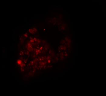 PRICKLE1 Antibody
