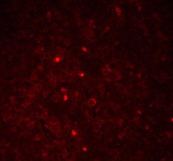 ASC Antibody