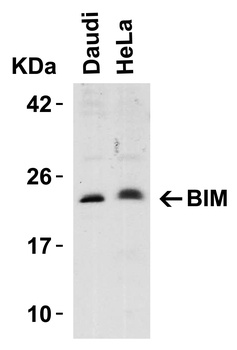 Bim Antibody
