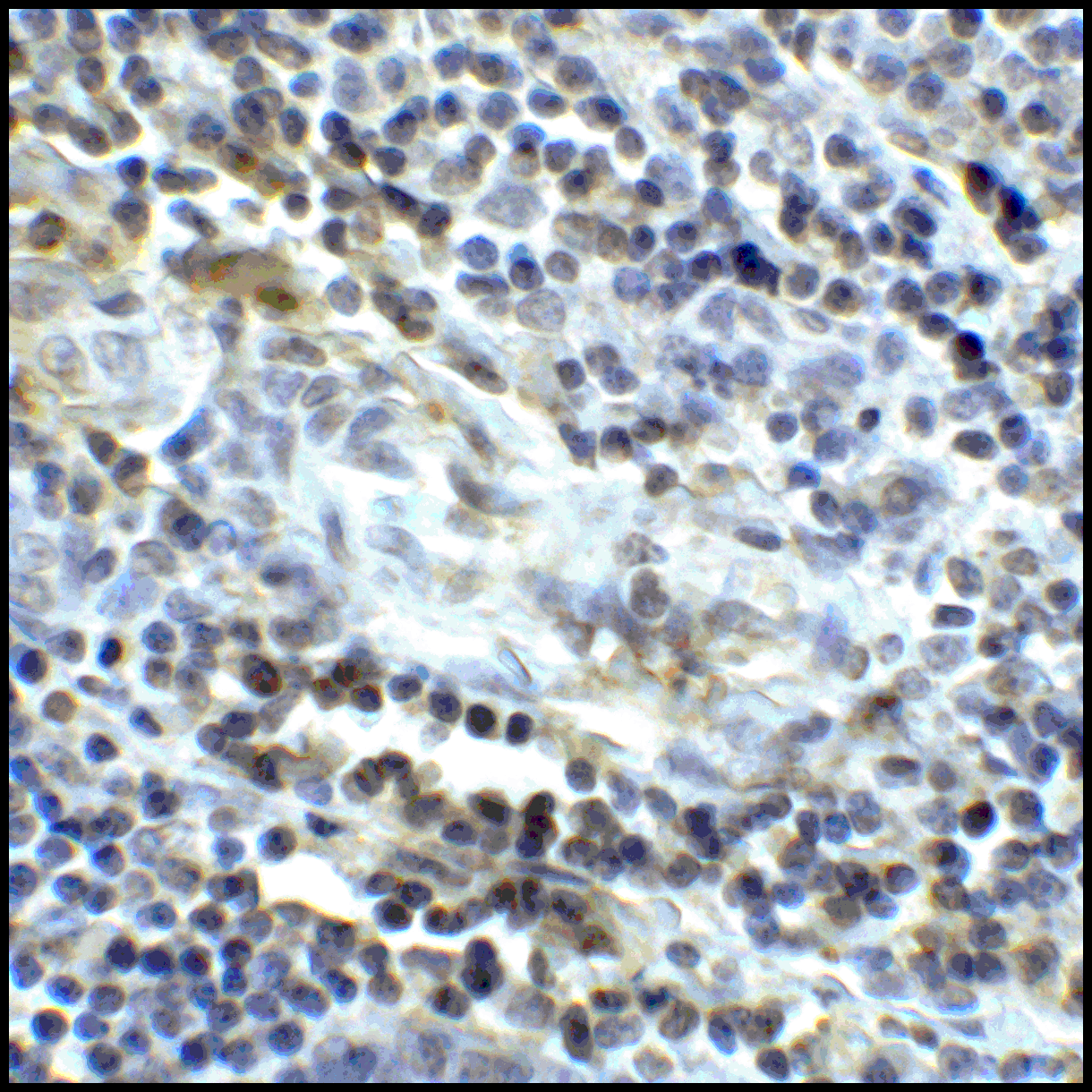 CD80 Antibody [11D1]