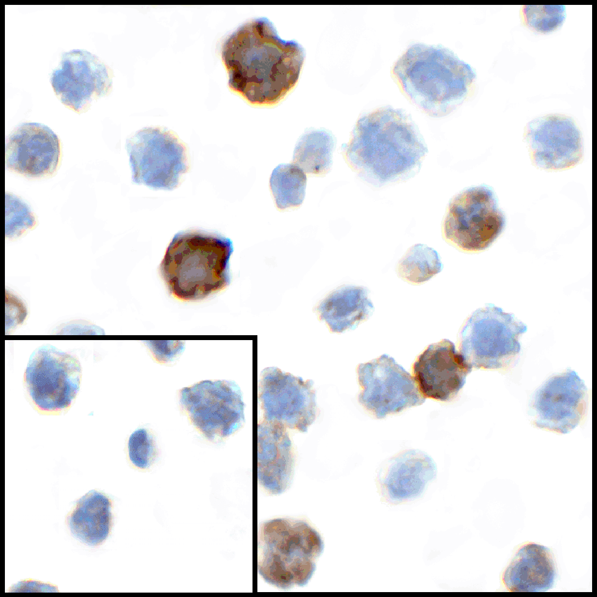 CD80 Antibody [7A2]