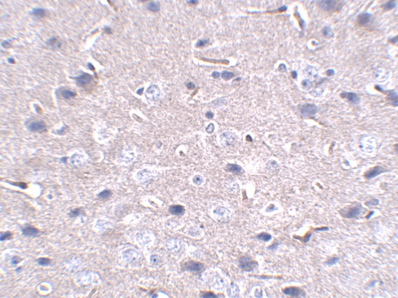 PD-1 Antibody [12A7D7]