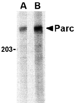 PARC Antibody