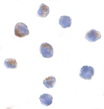 PARC Antibody