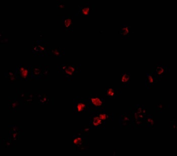 PARC Antibody