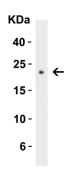 CTRP3 Antibody