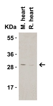 CTRP3 Antibody