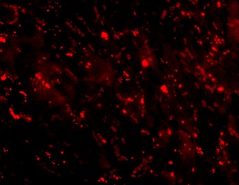 CTRP3 Antibody