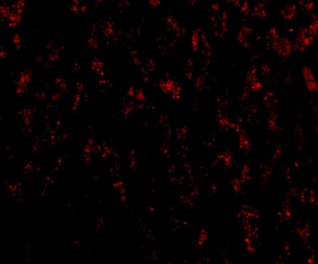 OMI Antibody