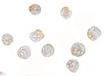 NUP107 Antibody