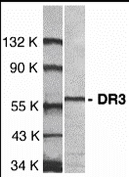DR3 Antibody