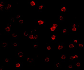 DR3 Antibody