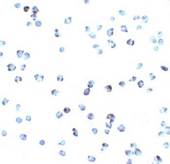 DR3 Antibody