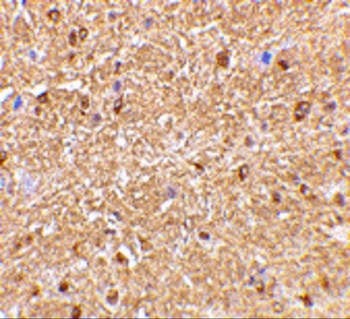 NogoA Antibody