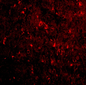 NogoA Antibody