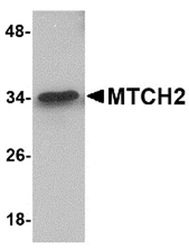 MTCH2 Antibody