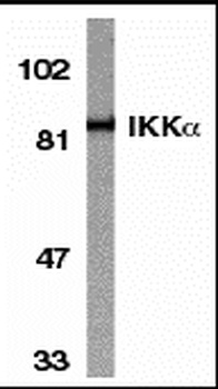 IKK alpha Antibody