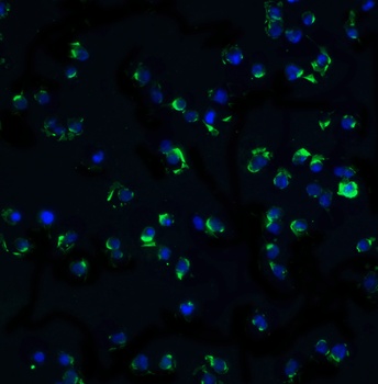 IKK alpha Antibody